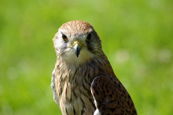 Kestrel