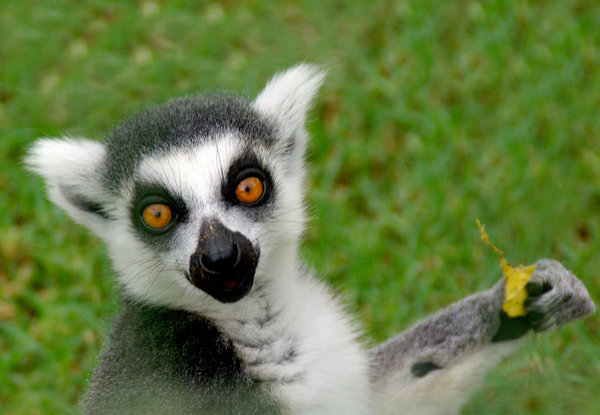 Lemur