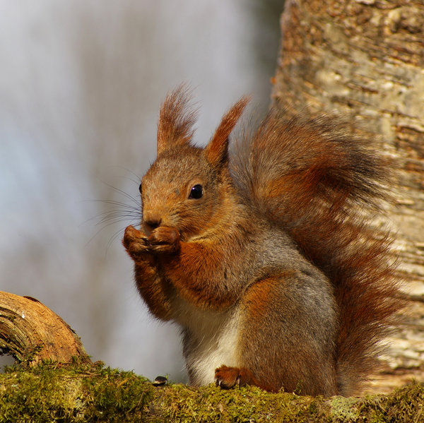 Nice Squirrel