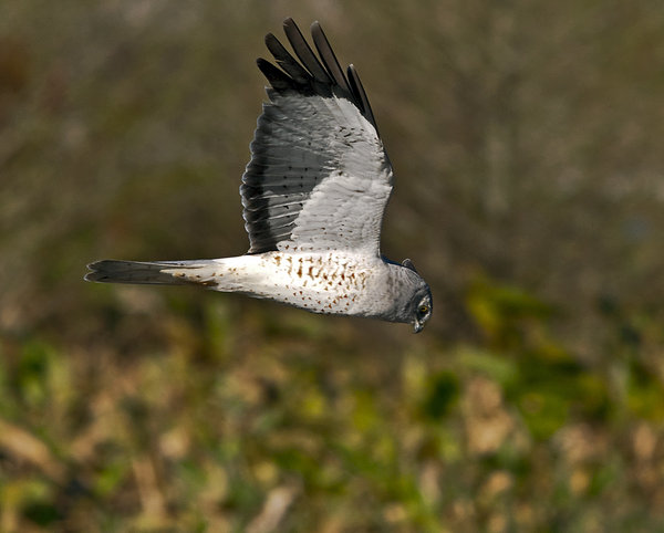 Northern Harrier Hawk