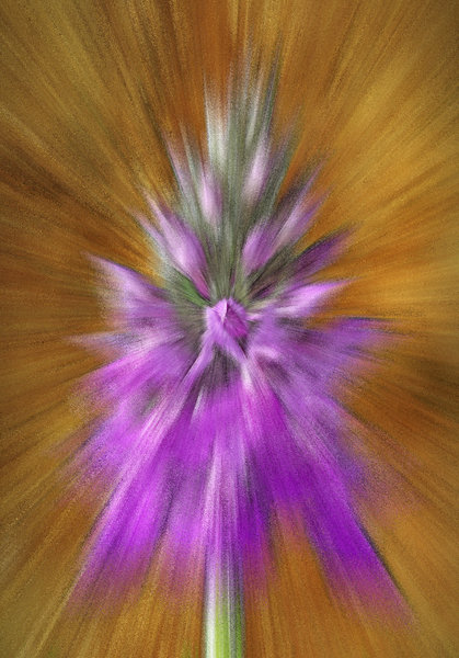 Orchid Zoom