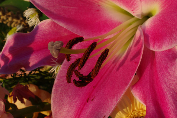 Pink Lily