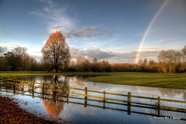 Rainbow Tree