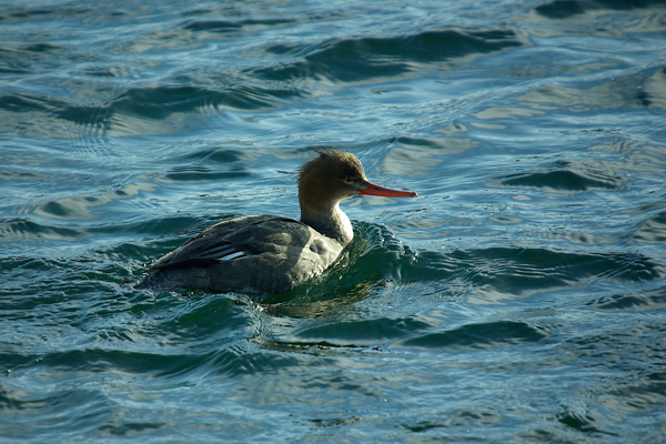 Red breasted merganser