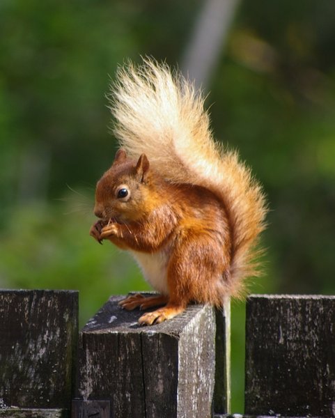 Red Sqirrel