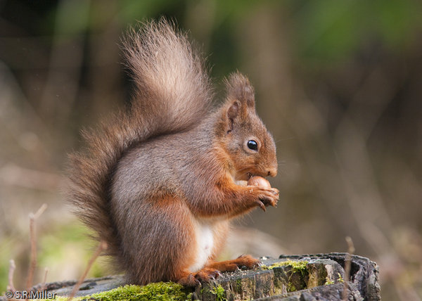 Red Squirrel