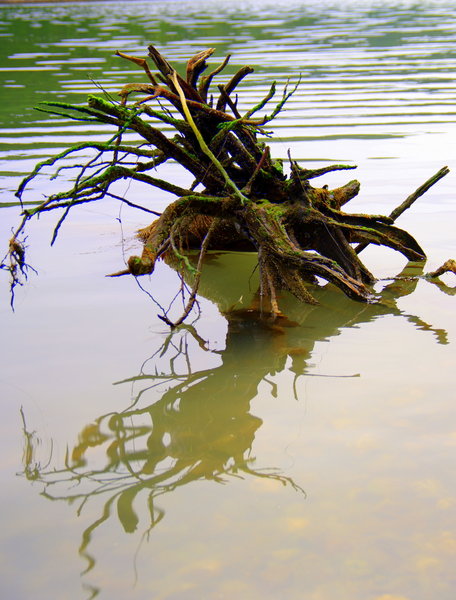 REFLECTION