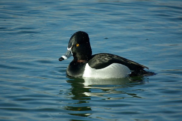 Ringnecked duck