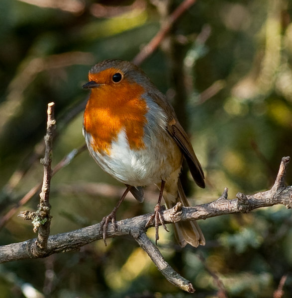 Robin