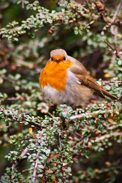 Robin