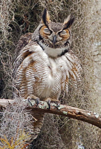 Scrunching Owl