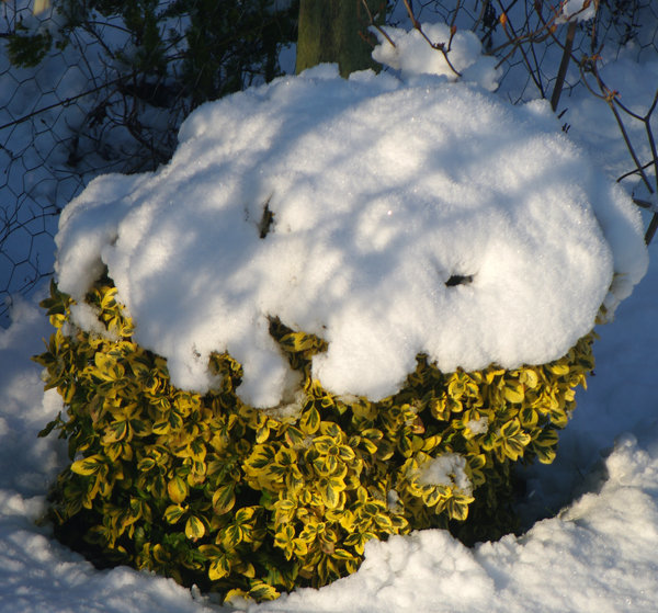 Snowface