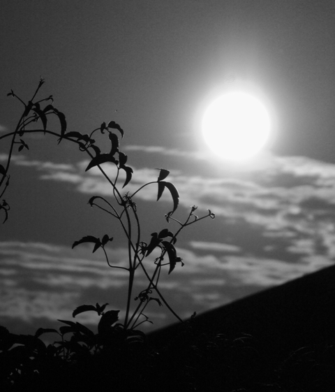 Sun on the vine