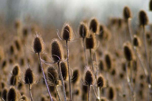 Teasels
