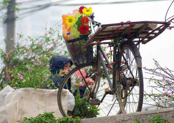 Tet's Flower (Lunar New Year in Vietnam)