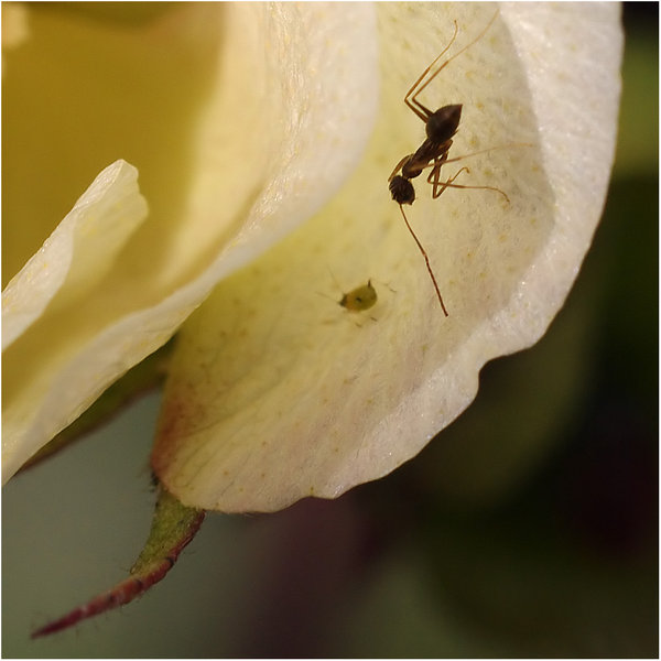 the petal the ant and the aphid