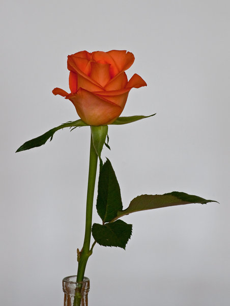 Valentine's Rose