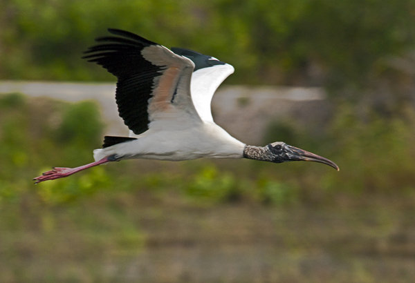 Wood Stork