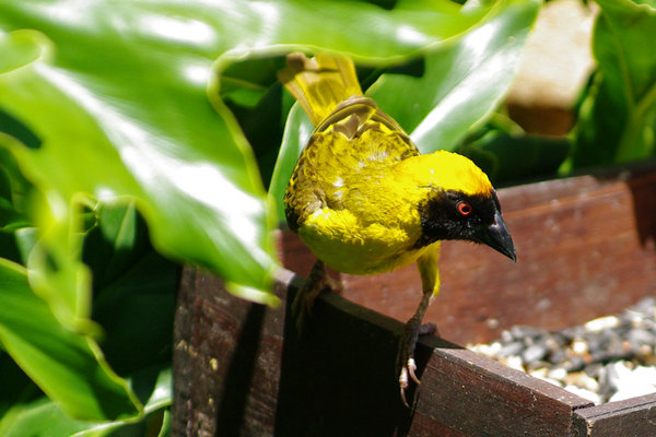 Yellow Finch 2