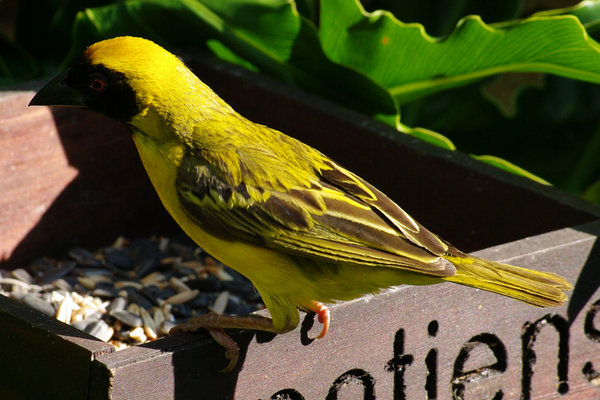 Yellow Finch