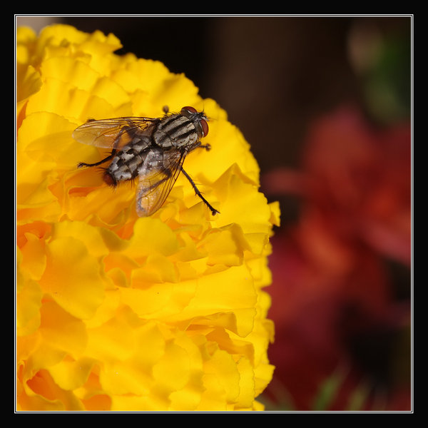 yellows and reds