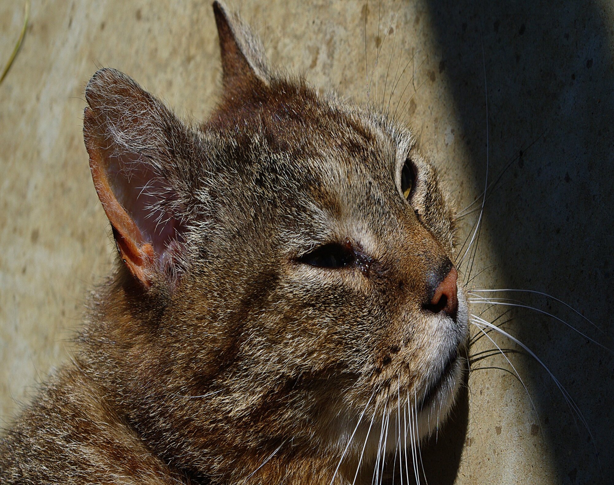 A friends Cat