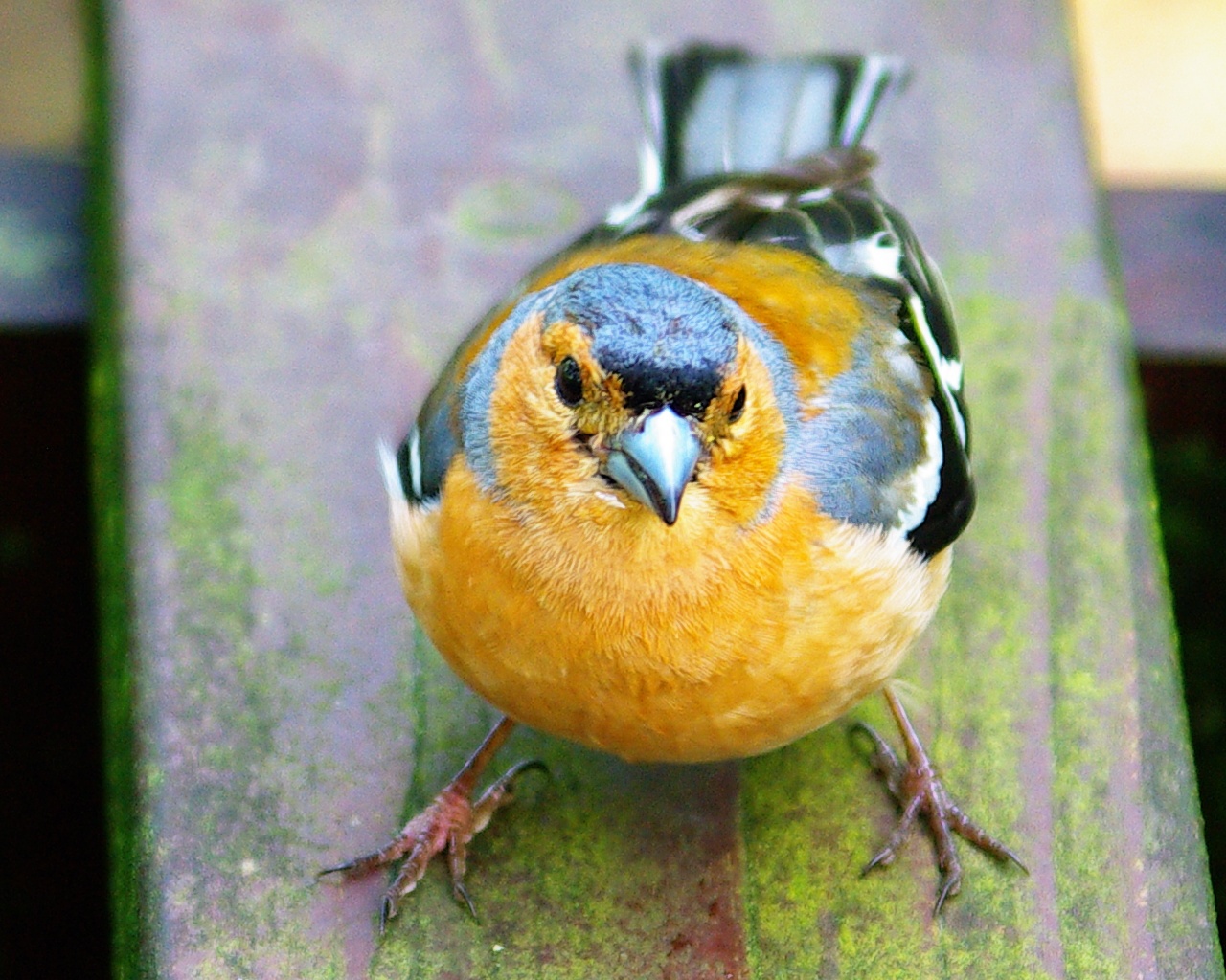 Bolshie Bird