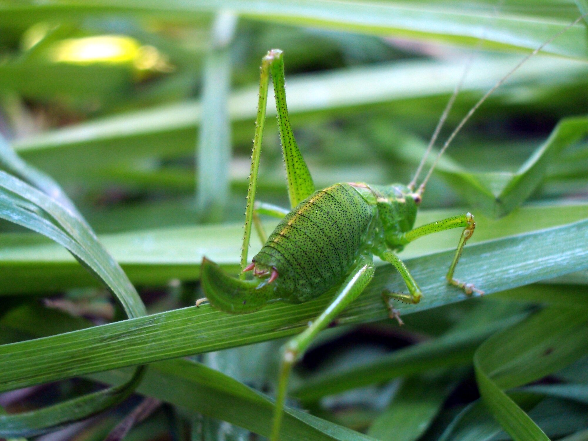 cone-head cricket.