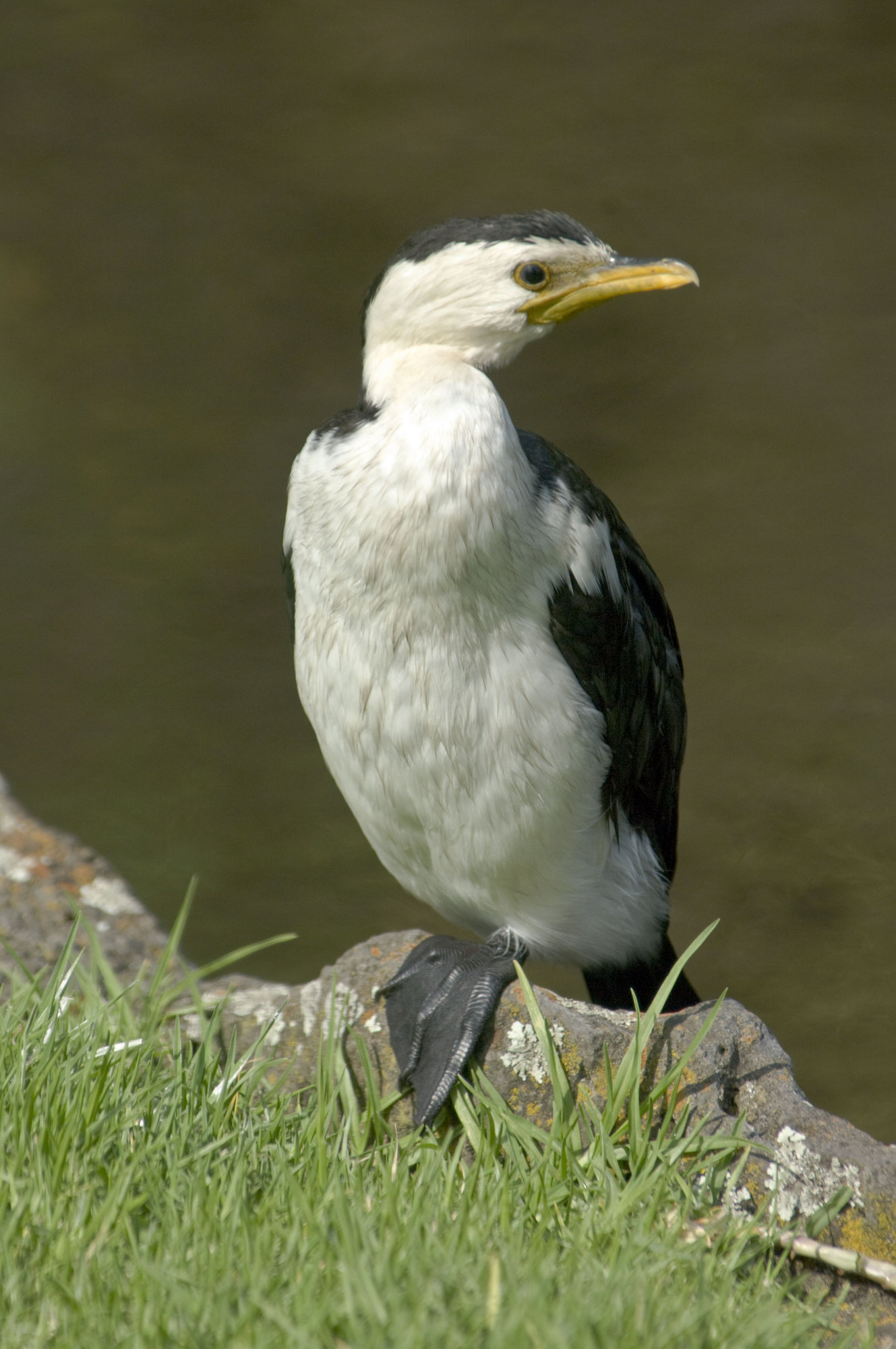 Little Pied Cormorant
