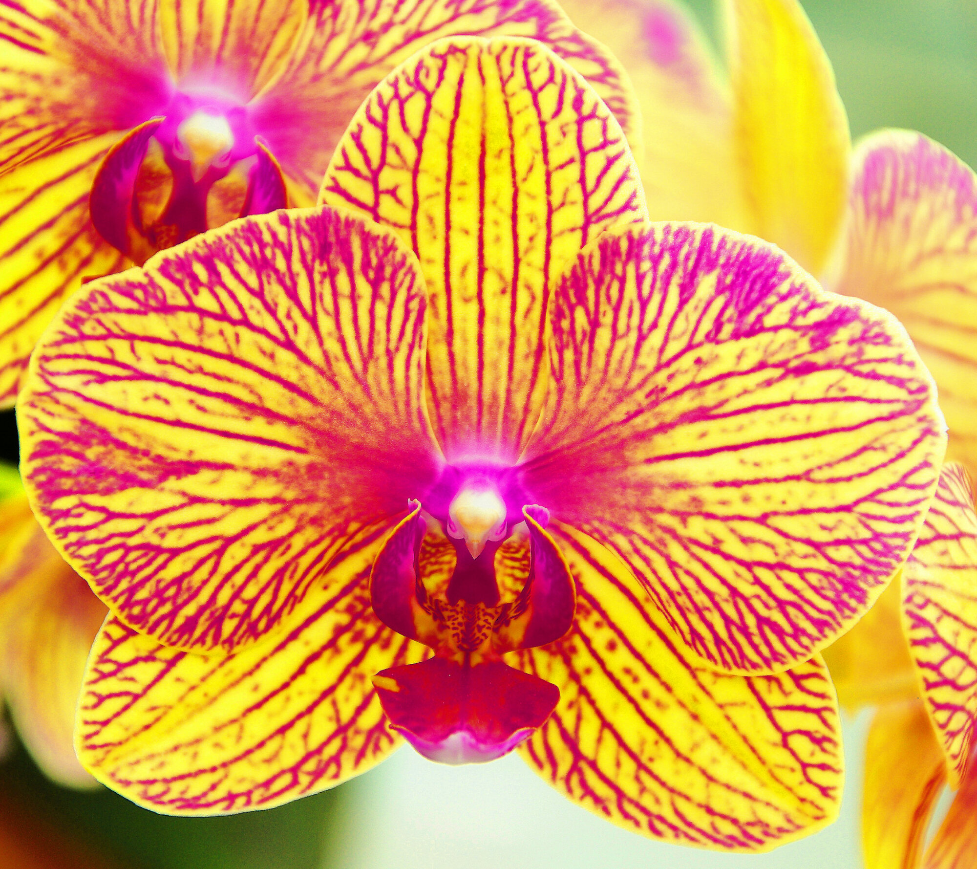 Orchid