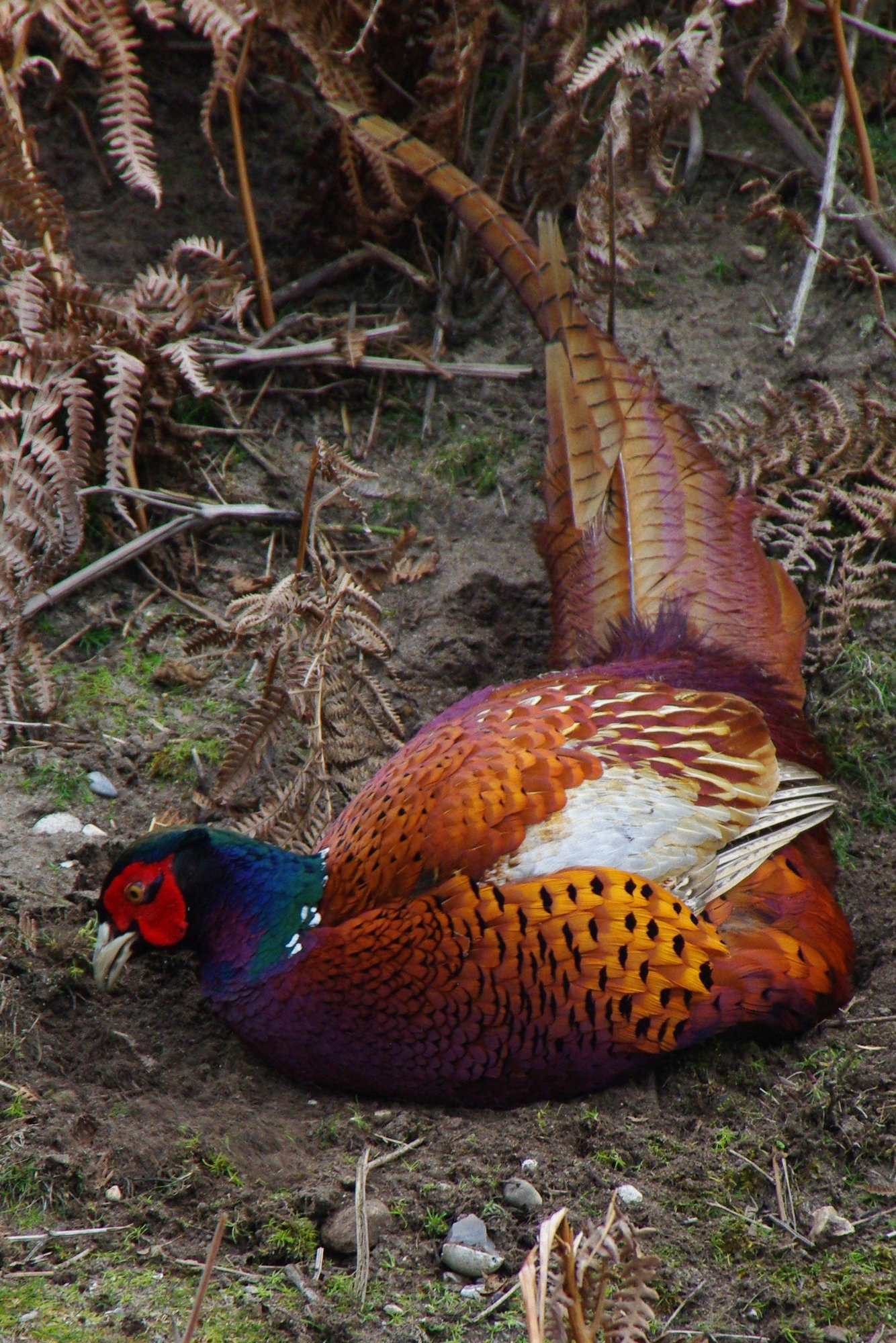 pheasant again