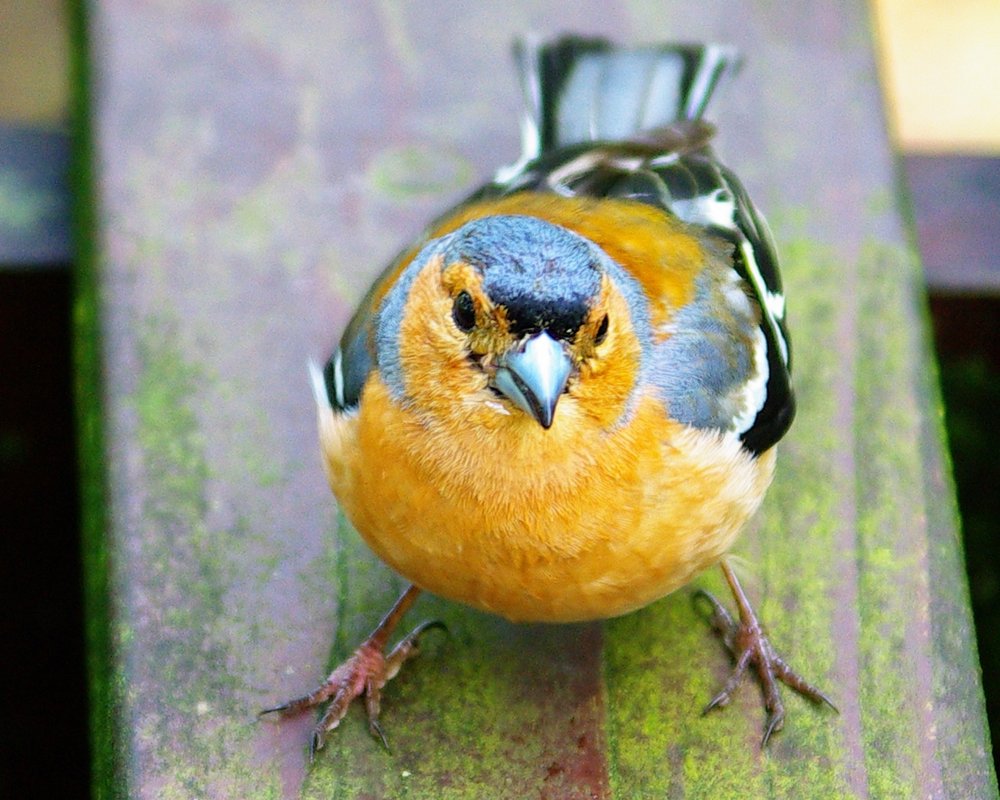 Bolshie Bird