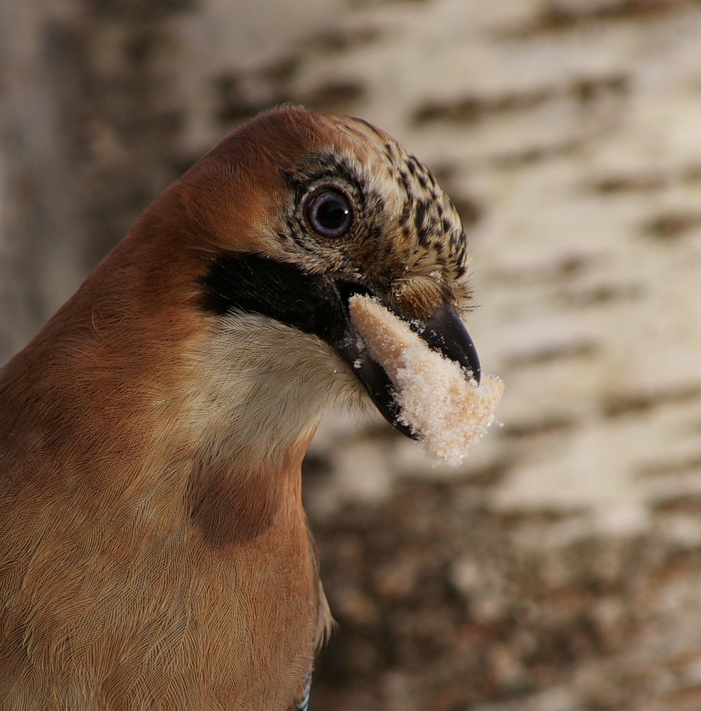 Eurasian Jay