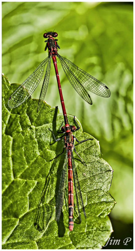 Mayfly