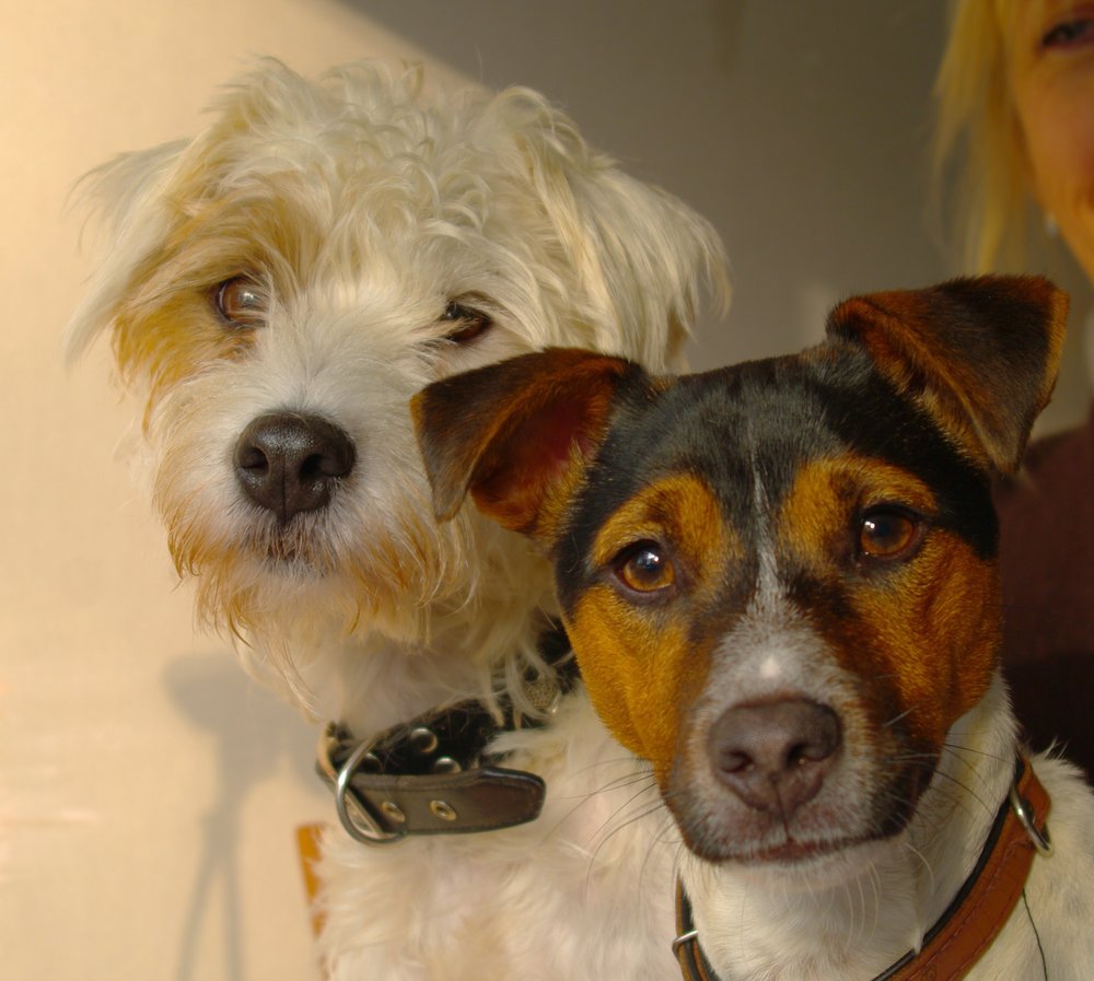 Paddy & Mac