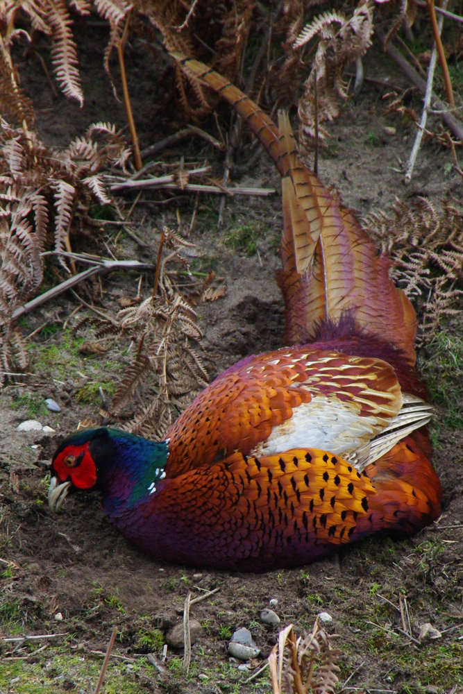 pheasant again
