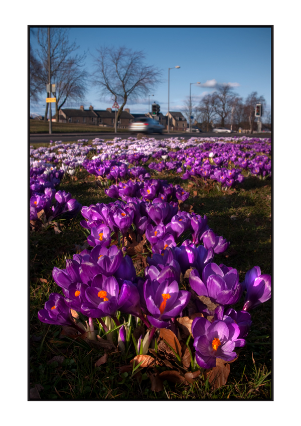 Purple Show