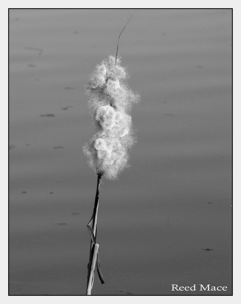 Reed Mace