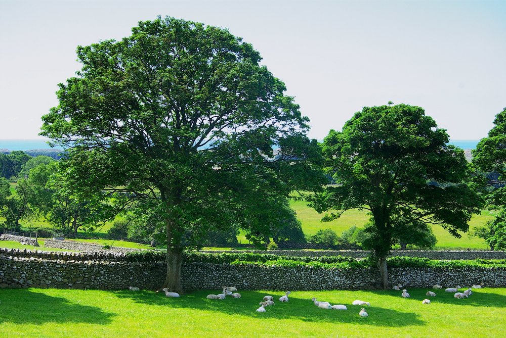 Shady Sheep