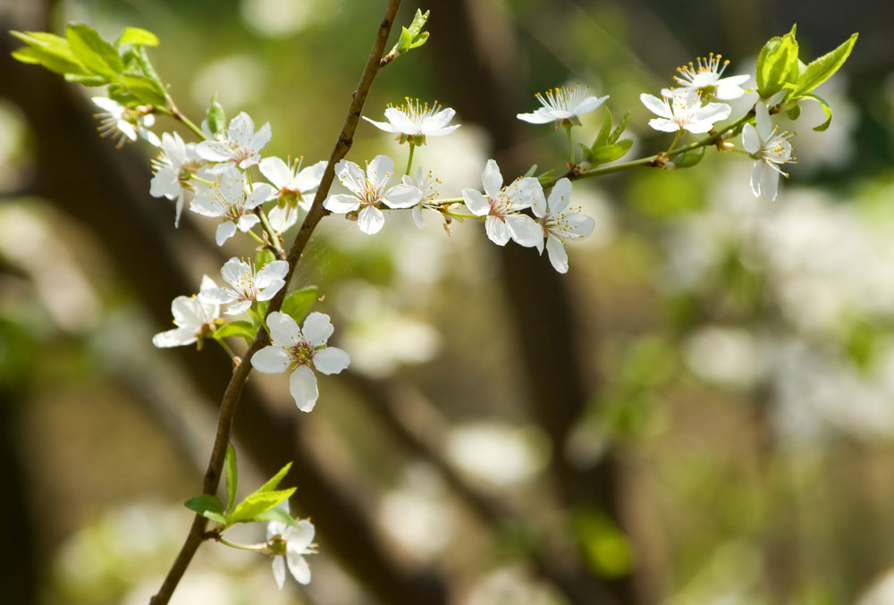 Sour cherry blossom