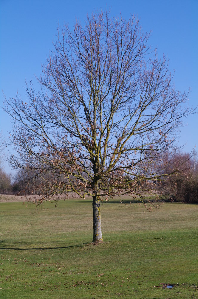 spring