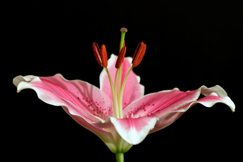Stargazer Lily