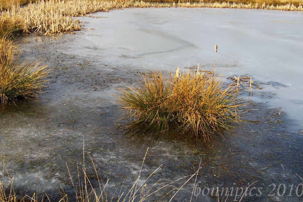 The Frozen Pond