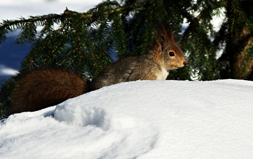 Wintery squirrel