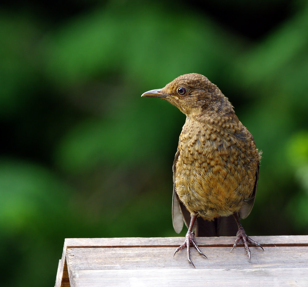 young blackbird