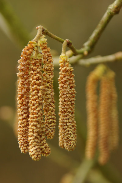 catkins