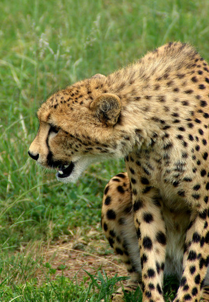Cheetah