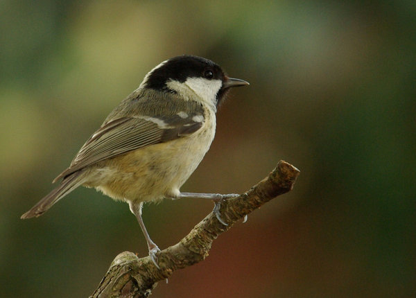 Coal Tit
