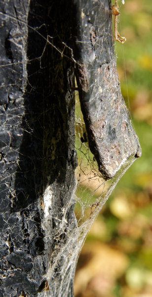 Cobwebs