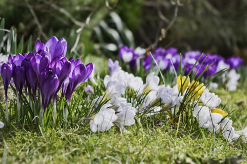 Crocus flowers